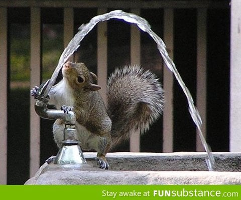 It looks like squirrels can learn some interesting tricks!