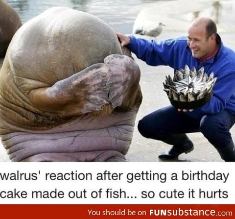 Walrus birthday