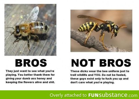 Bees vs Wasps