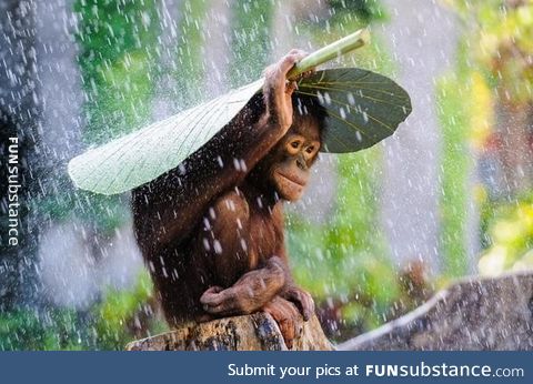 Orangutan covering itself from the rain