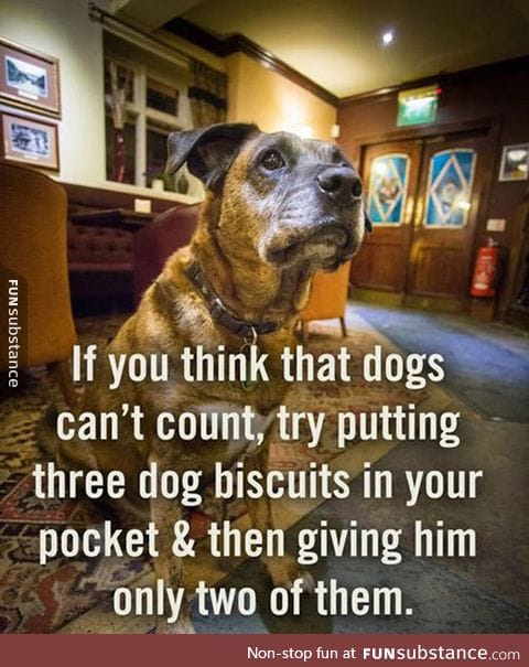 Apparently dogs can count