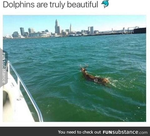 Cute dolphin,don't you think?