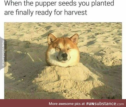 We have some good doge this year