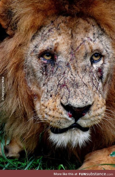 Lion's Battle Scars