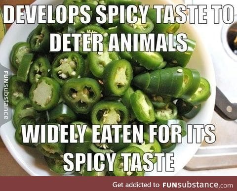 Bad luck jalapenos