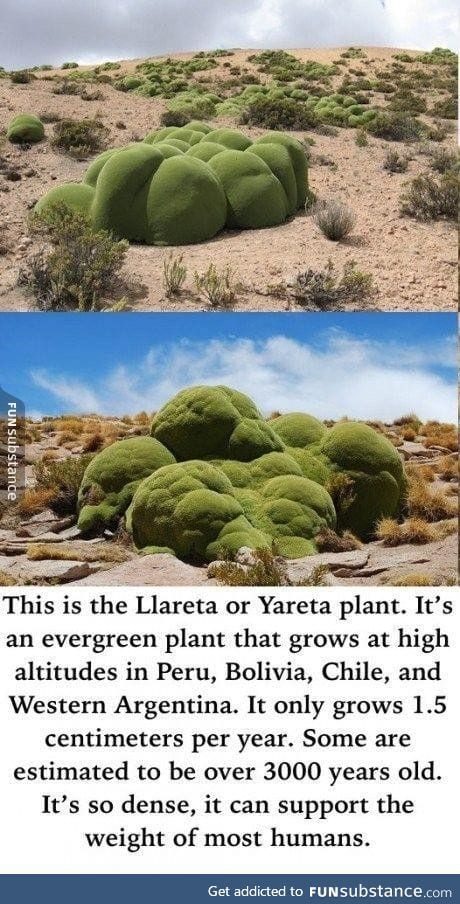 One of nature's strangest looking plants