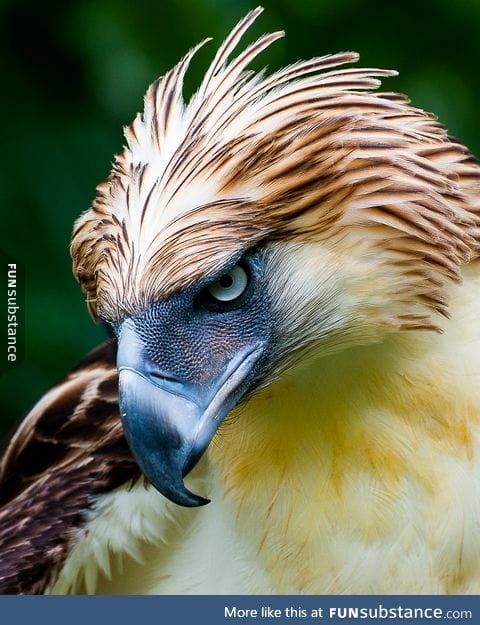 The philippine eagle