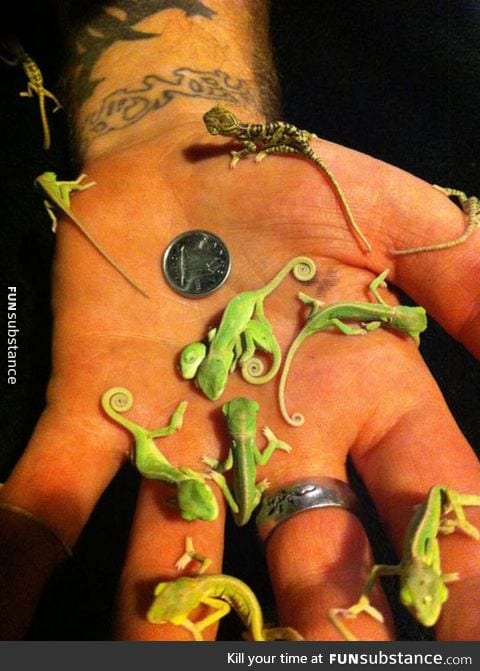 Adorable tiny baby chameleons