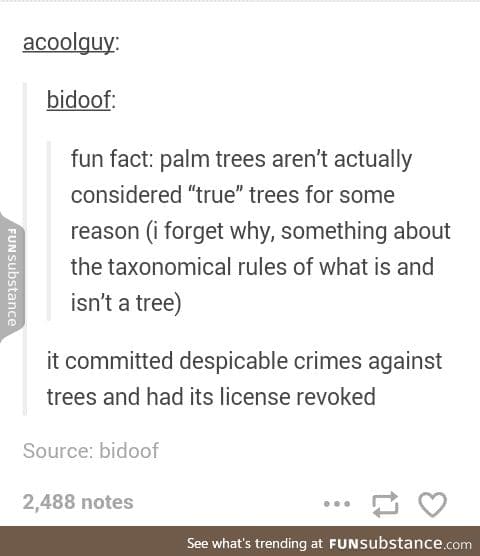 Palm trees are sinful