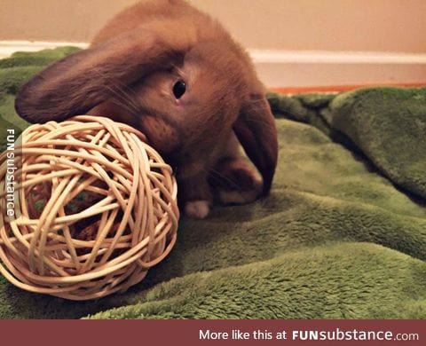 bunner with big floofs does a chewy