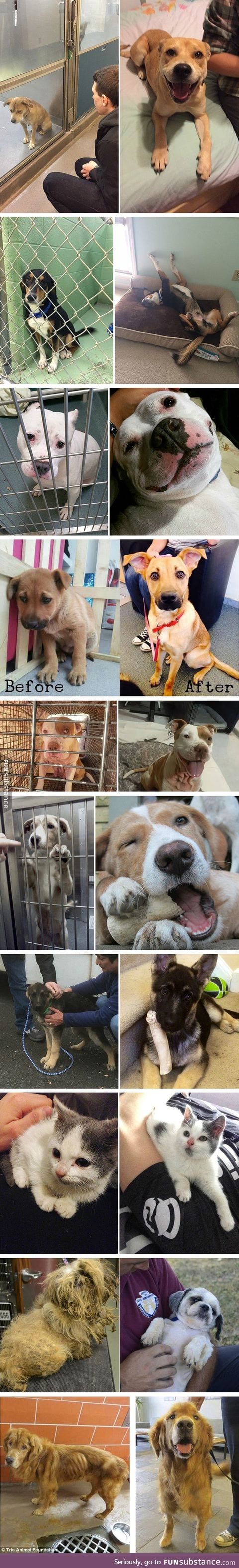 Pets Before and After Adoption