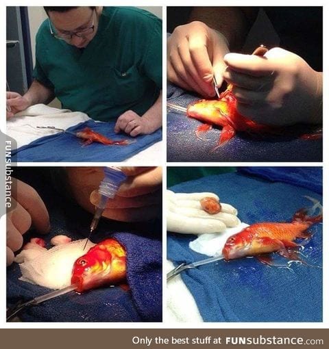 An Australian couple took their 10 year old goldfish to the vet, who removed a grape