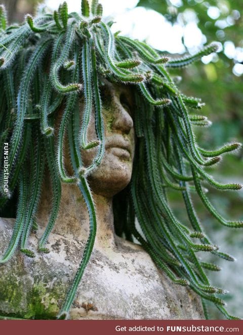 Medusa