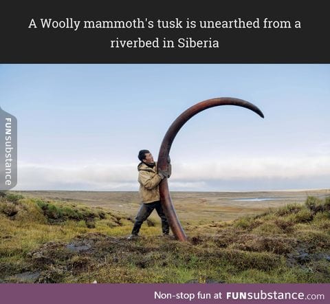 A Woolly mammoth's tusk is unearthed