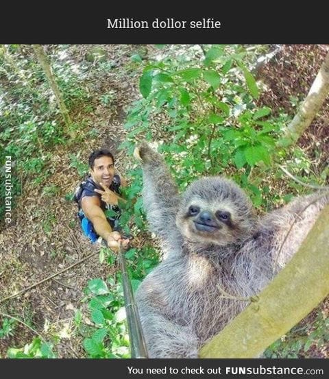 Photogenic sloth