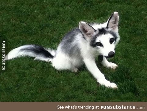 The gorgeous, fully domesticated, marble fox