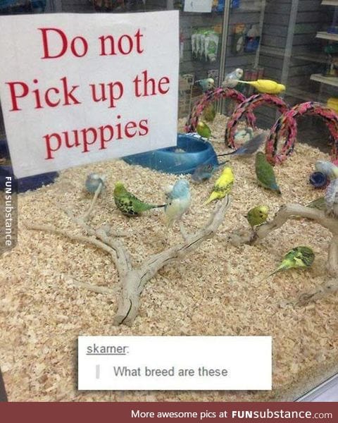 What kind of puppers are these