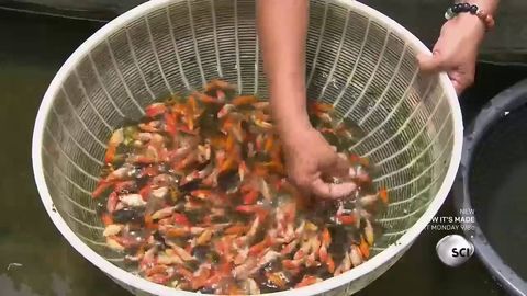 This is how goldfish are "made"