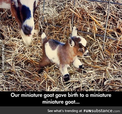 Tiniest goat in the world