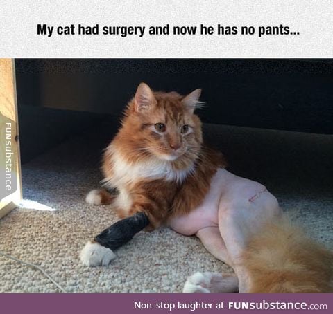 Pantless cat