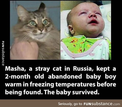 Good cat saved a baby