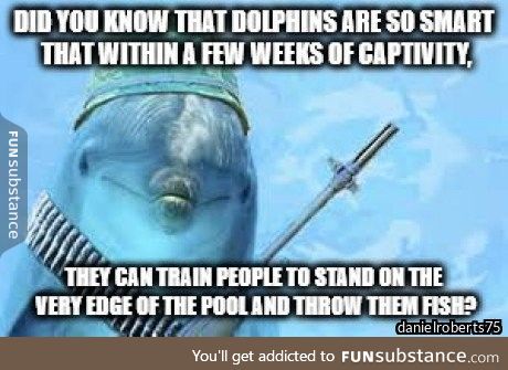 The porpoise invasion is coming!