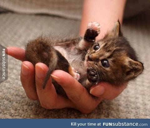 This kitten is a handful!