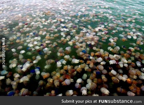 Jellyfish bloom