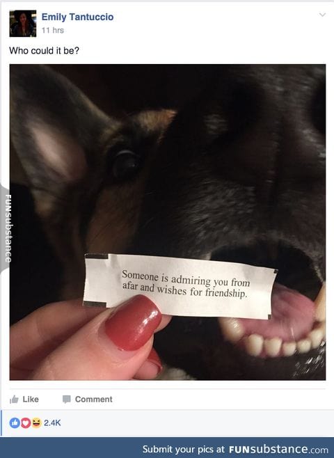 Doggo is a fortune