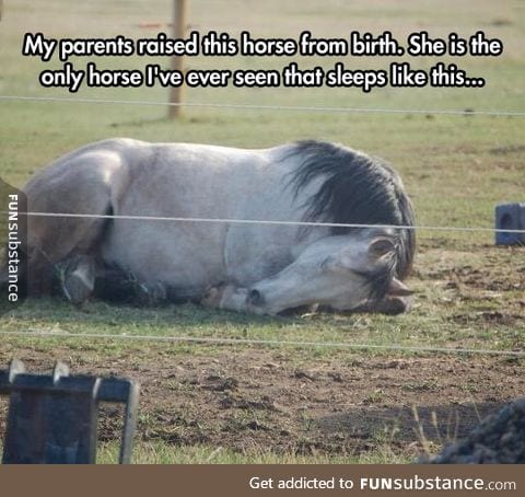 The only horse that sleeps this way