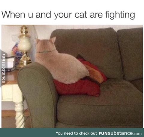 When you and your cat are fighting