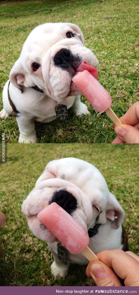 Dog love eating popsicle