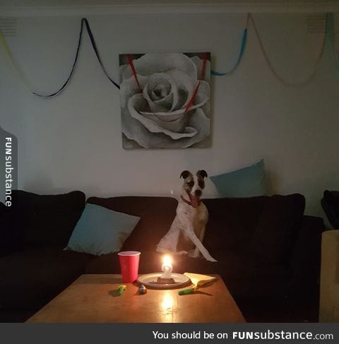 A girl threw a surprise party for her dog... He was ecstatic!