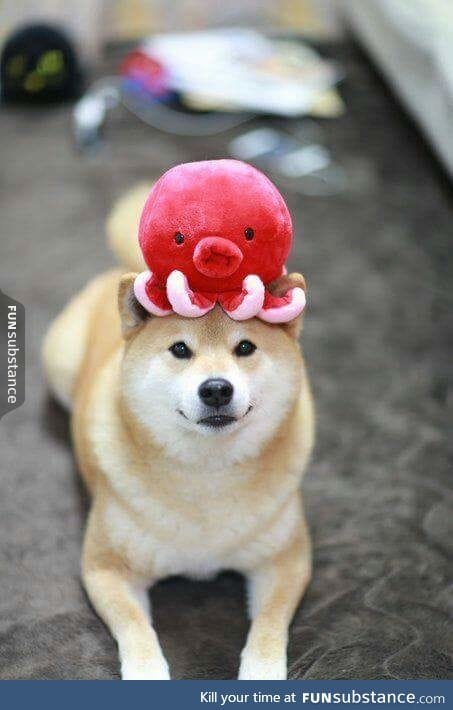 shoob and his dogtopus