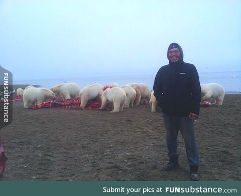 Man stands in front of 12 Polar Bears eating a stranded Whale in Alaska