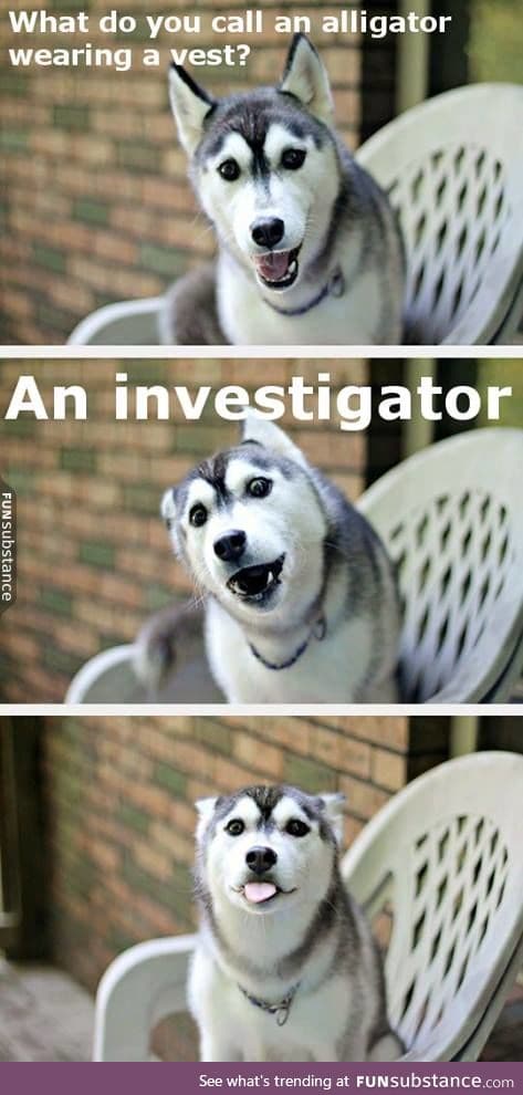 Punny husky shares a pun