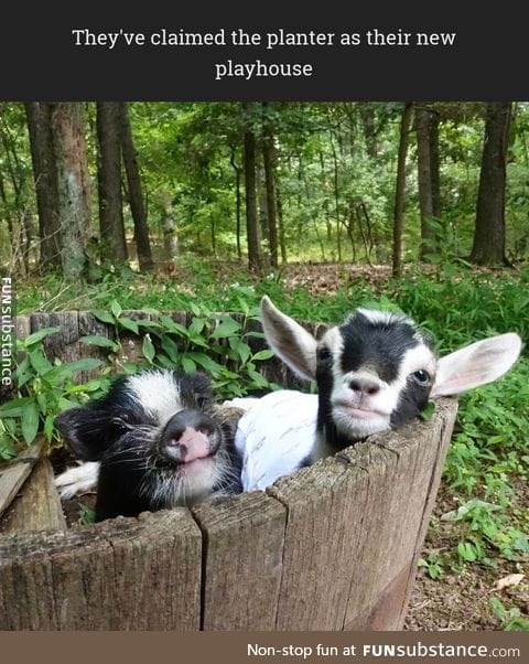 They've claimed the planter as their new playhouse