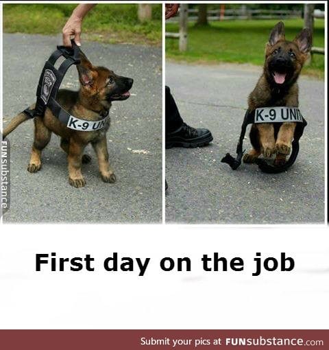 K-9 puppy