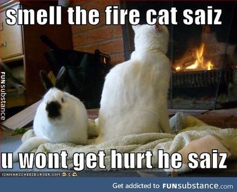 Cat burns the bunz