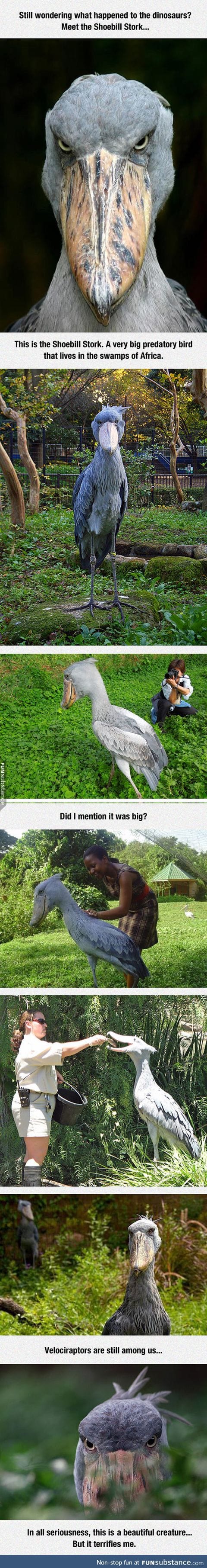 Meet the shoebill stork