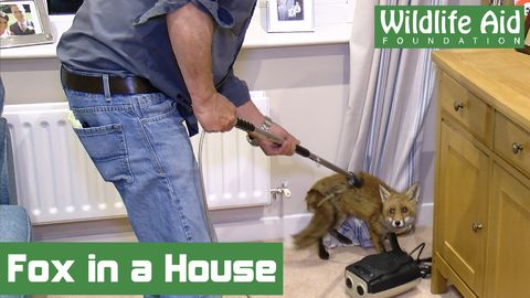 Adorable fox cub chilling in someone's living room gets rescued by the sweetest old man