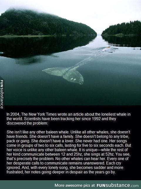 It's The Loneliest Whale In The World