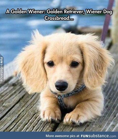 The rare golden wiener