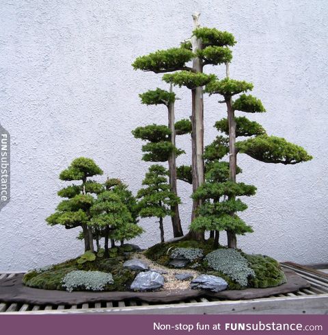 A bonsai forest