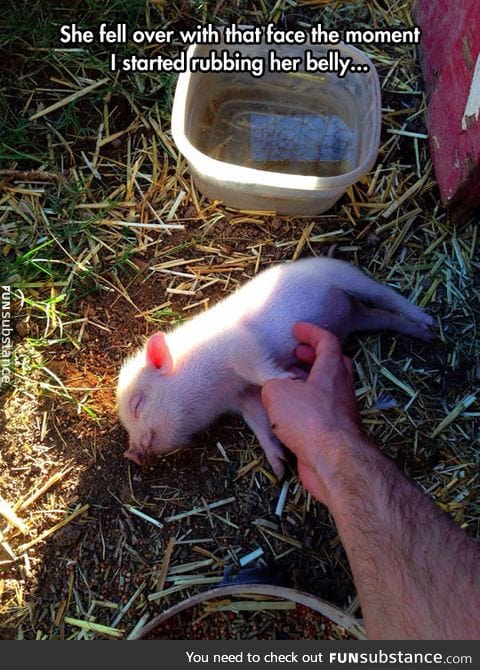 Little pigs love a good scratch