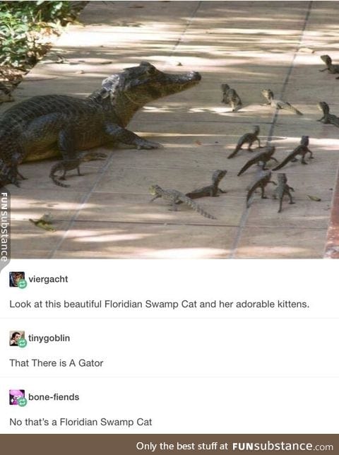 Floridian Swamp Cat