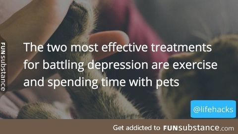 Cats are the solution