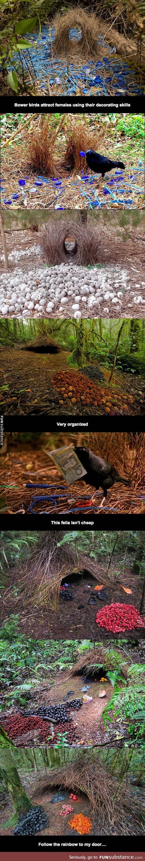 Bower birds are awesome