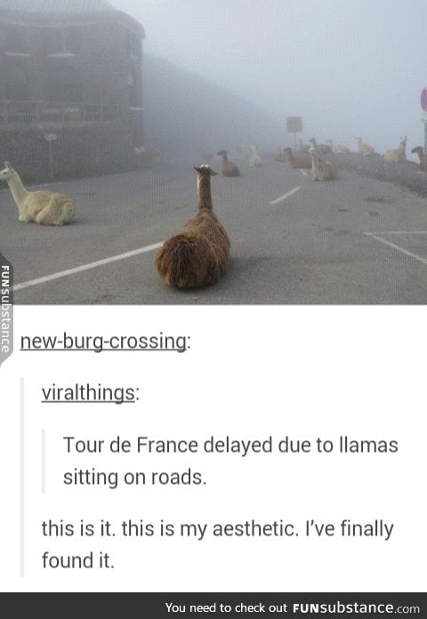 f*cking llamas