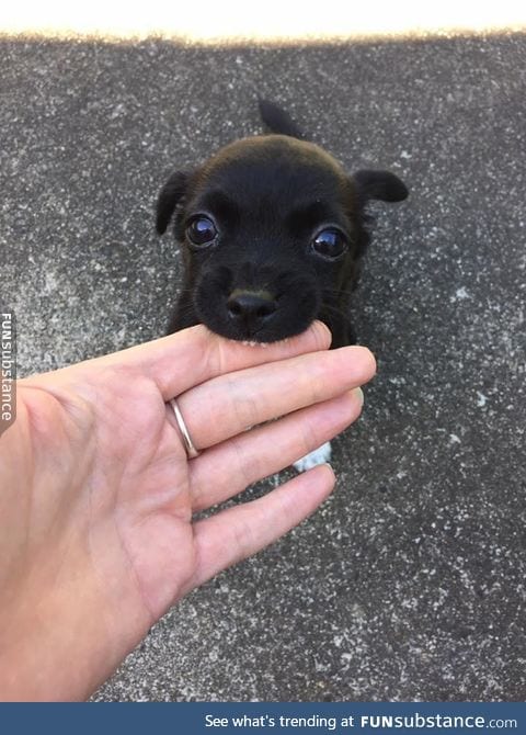 smol woof doin a nibble